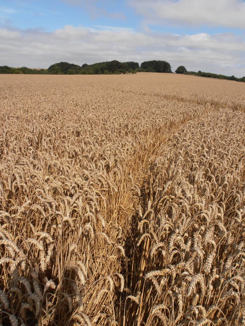 Ashmore, Dorset crop circle, aerial photo 31