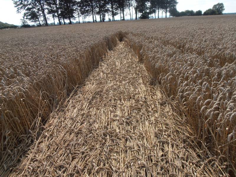 Ashmore, Dorset crop circle, aerial photo 30