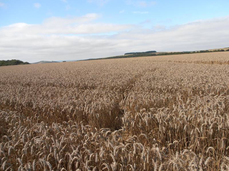 Ashmore, Dorset crop circle, aerial photo 29
