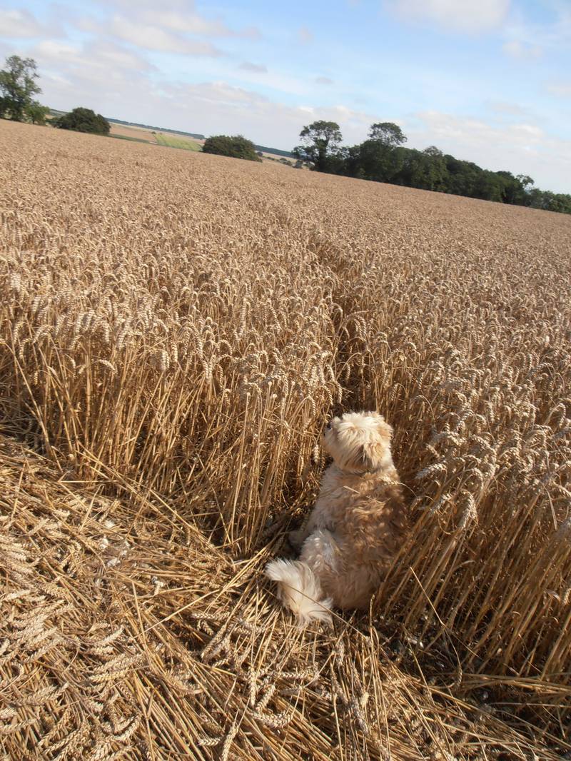 Ashmore, Dorset crop circle, aerial photo 28