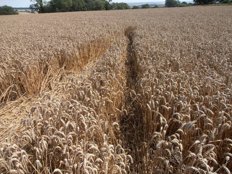 Ashmore, Dorset crop circle, aerial photo 35