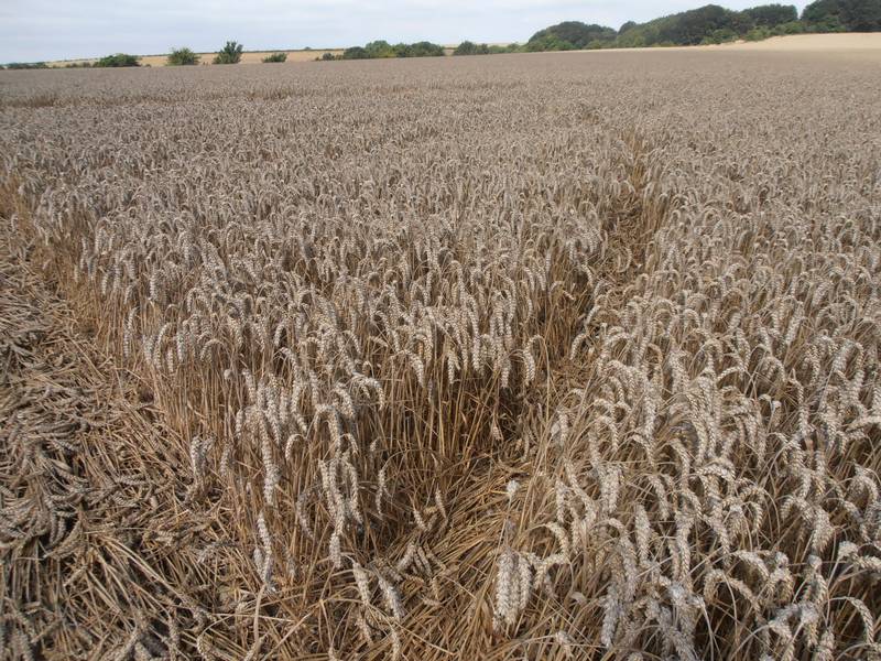 Ashmore, Dorset crop circle, aerial photo 43