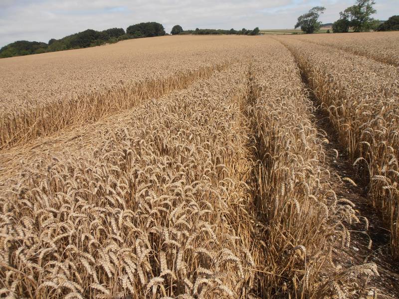 Ashmore, Dorset crop circle, aerial photo 42