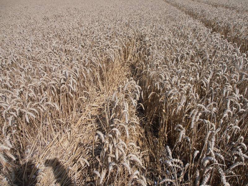 Ashmore, Dorset crop circle, aerial photo 41