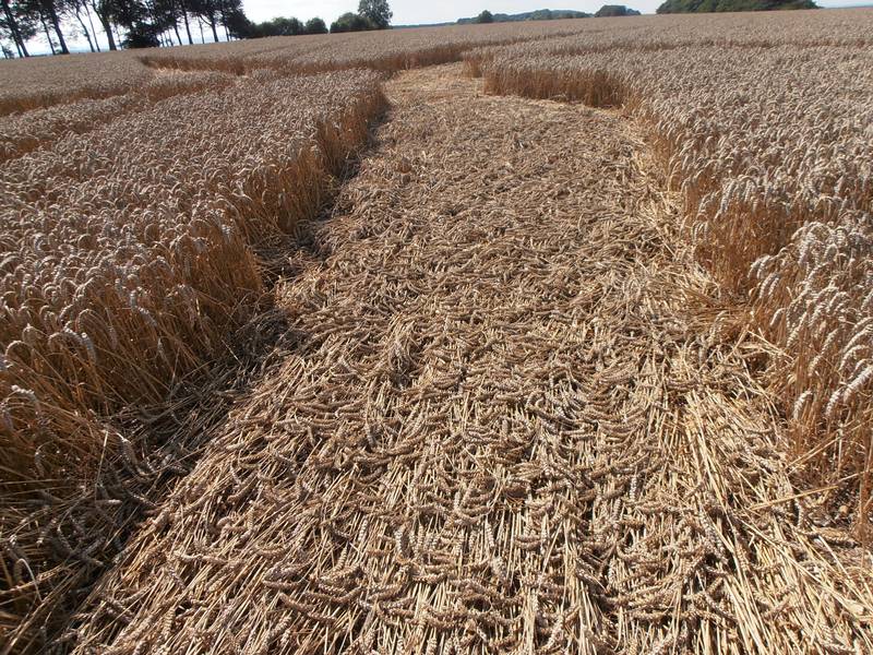 Ashmore, Dorset crop circle, aerial photo 39