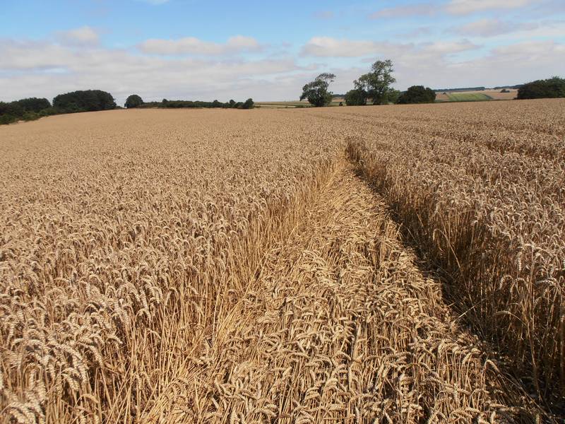 Ashmore, Dorset crop circle, aerial photo 38