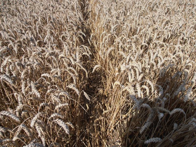 Ashmore, Dorset crop circle, aerial photo 45