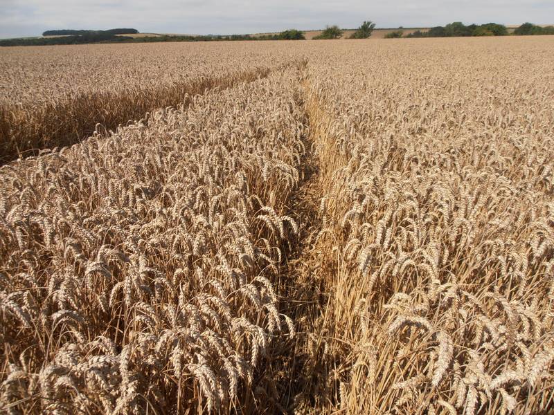 Ashmore, Dorset crop circle, aerial photo 37