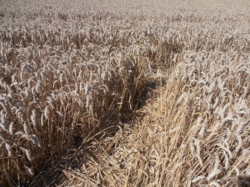 Ashmore, Dorset crop circle, aerial photo 36