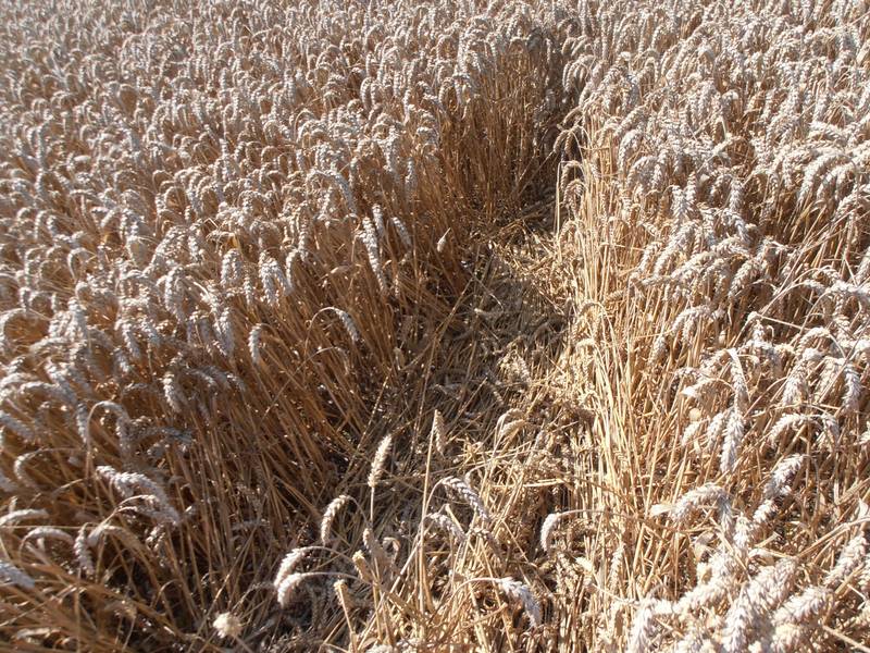 Ashmore, Dorset crop circle, aerial photo 68