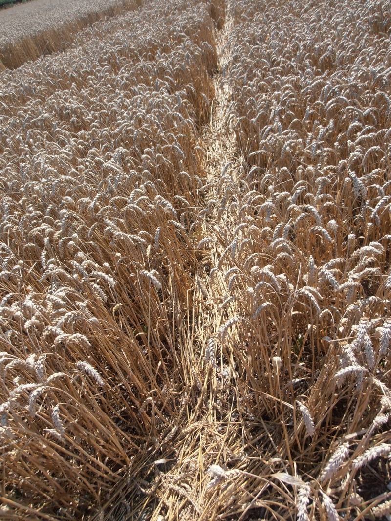 Ashmore, Dorset crop circle, aerial photo 67