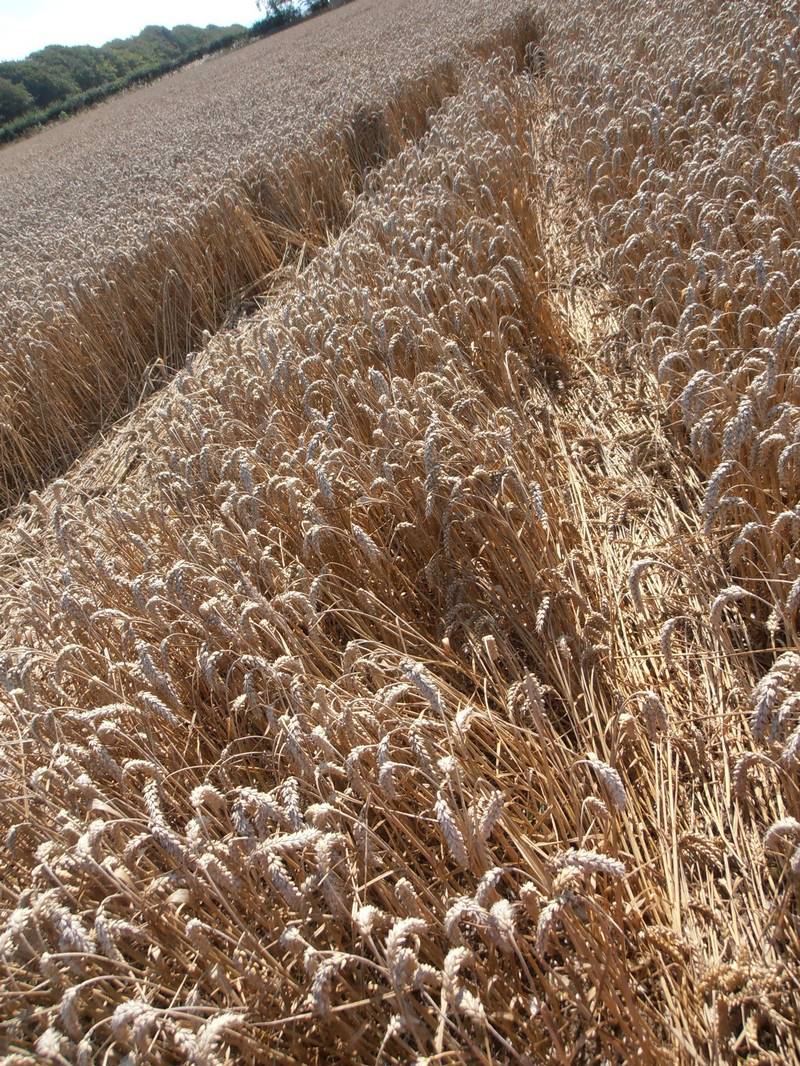 Ashmore, Dorset crop circle, aerial photo 66