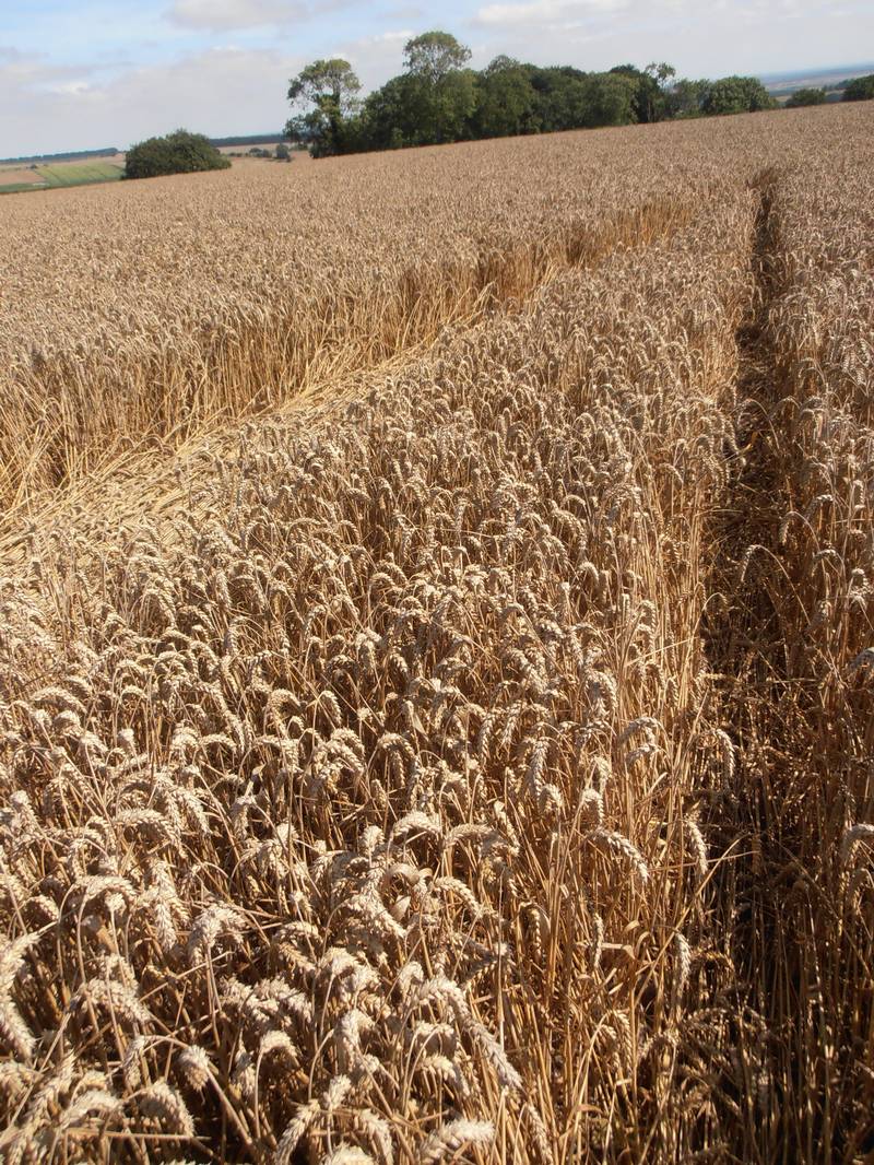Ashmore, Dorset crop circle, aerial photo 63
