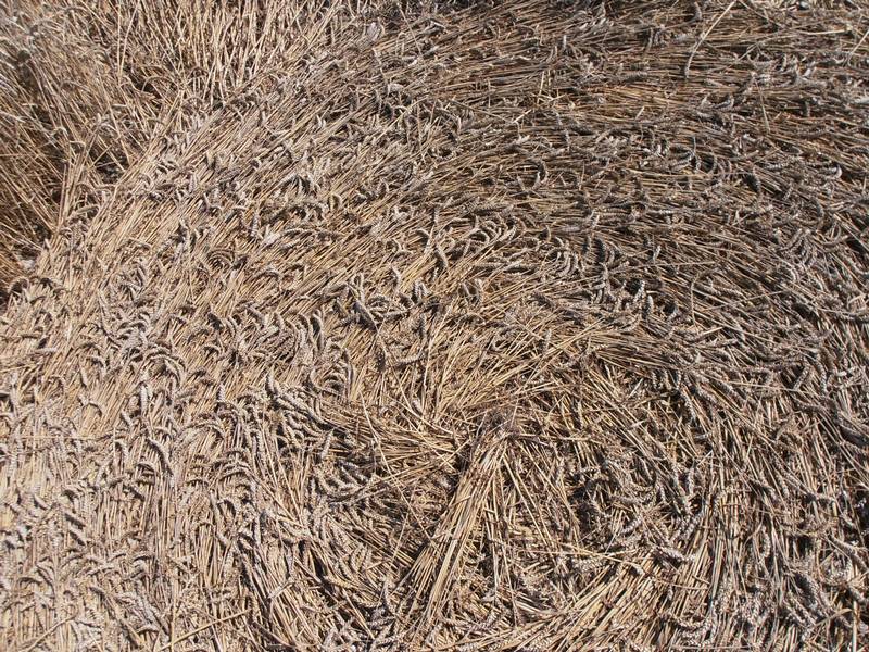 Ashmore, Dorset crop circle, aerial photo 62