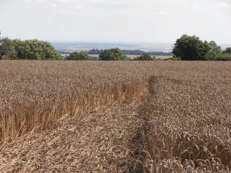 Ashmore, Dorset crop circle, aerial photo 61