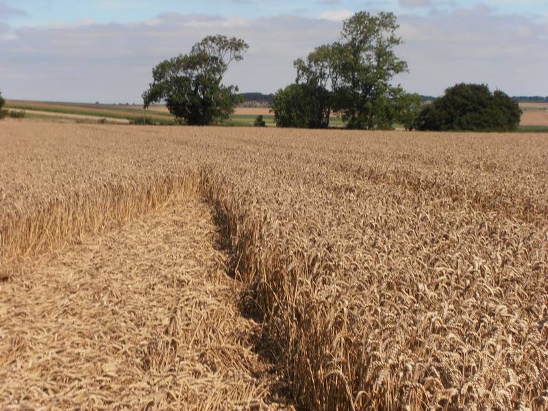 Ashmore, Dorset crop circle, aerial photo 60