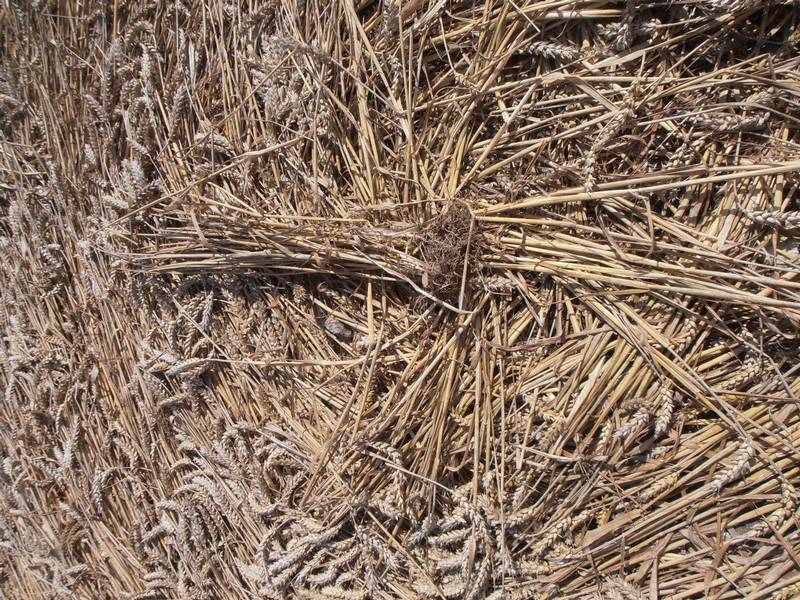 Ashmore, Dorset crop circle, aerial photo 57