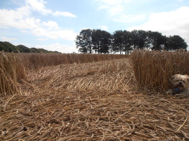 Ashmore, Dorset crop circle, aerial photo 54
