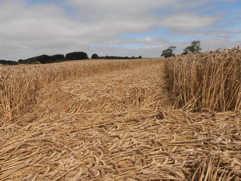 Ashmore, Dorset crop circle, aerial photo 51