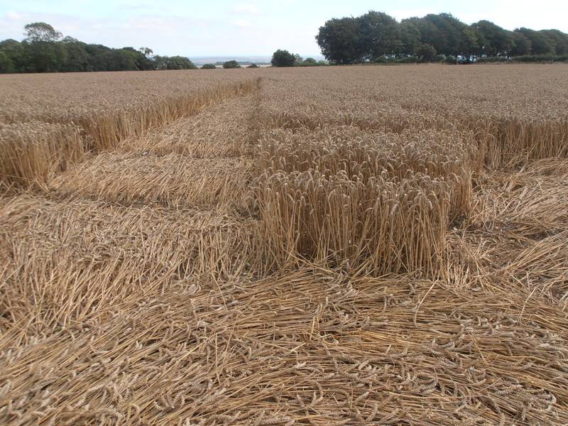 Ashmore, Dorset crop circle, aerial photo 48
