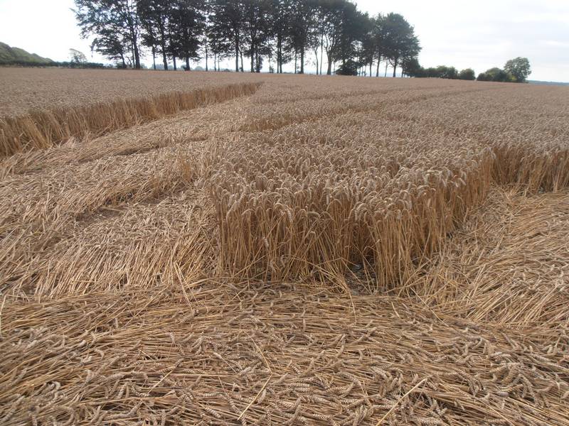 Ashmore, Dorset crop circle, aerial photo 47