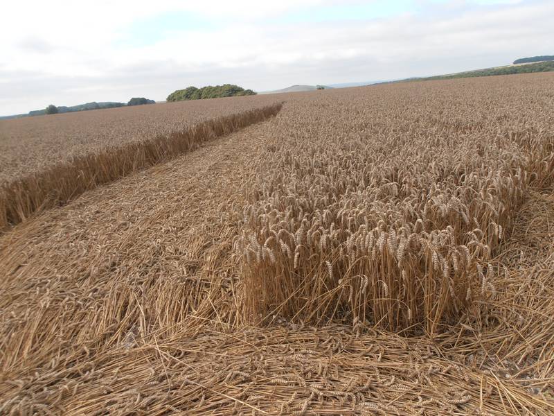 Ashmore, Dorset crop circle, aerial photo 46