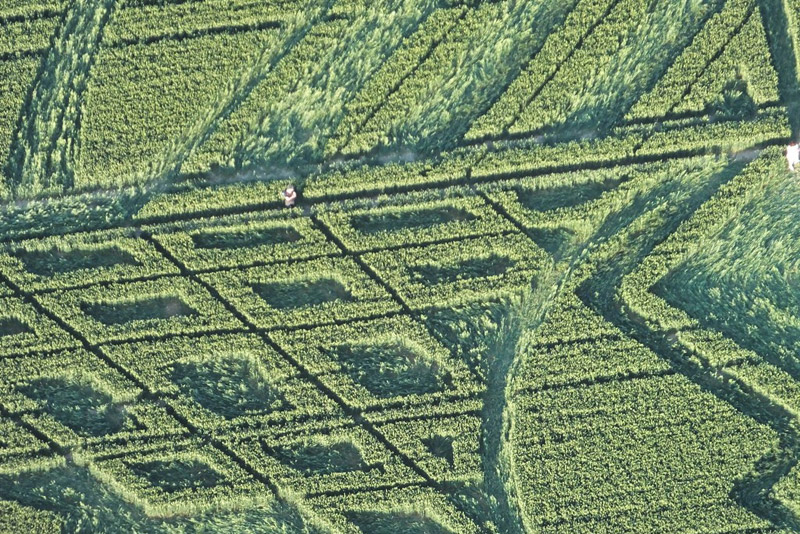 Avebury Trusloe, Wiltshire crop circle, aerial photo 8