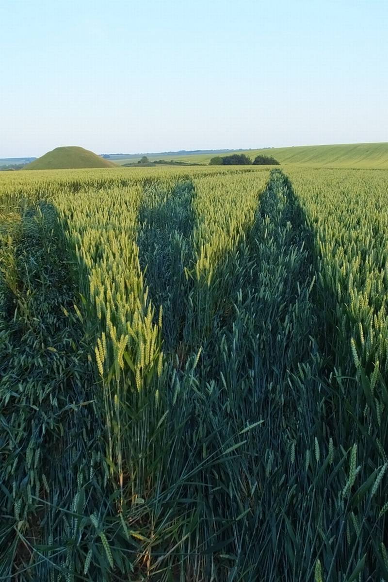Avebury Trusloe, Wiltshire crop circle, aerial photo 95