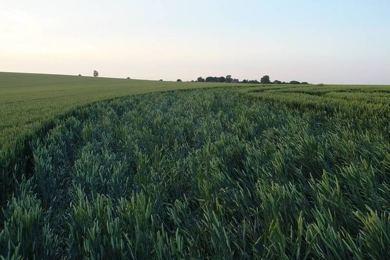 Avebury Trusloe, Wiltshire crop circle, aerial photo 98
