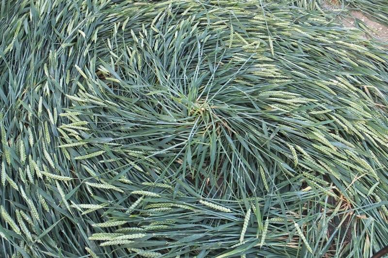 Avebury Trusloe, Wiltshire crop circle, aerial photo 102