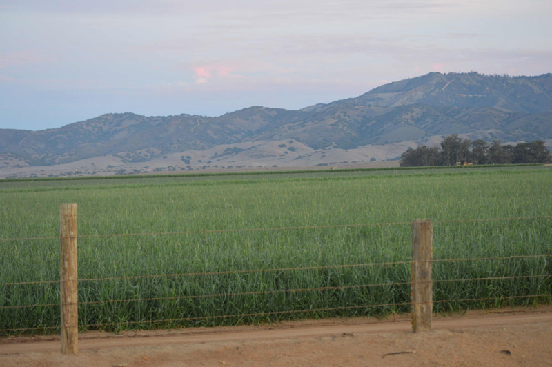 Chualar, USA crop circle, aerial photo 57