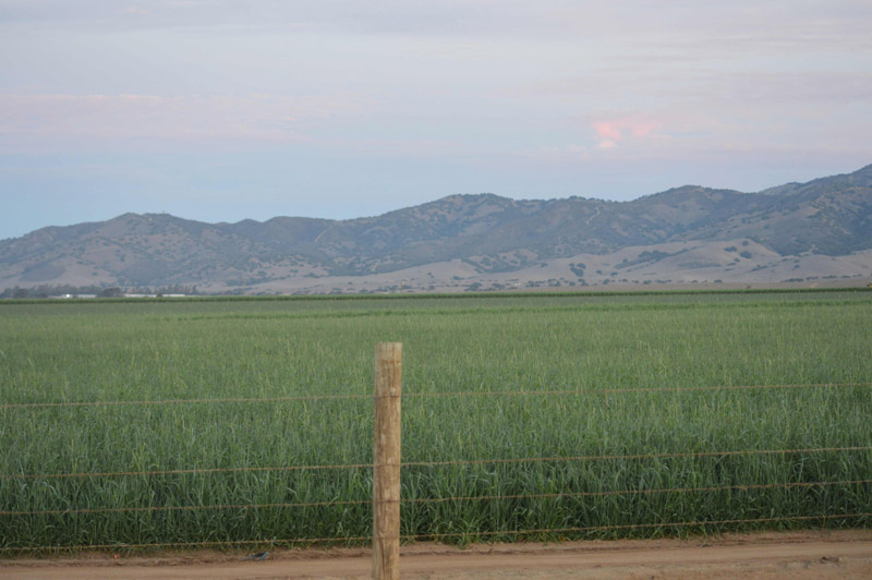 Chualar, USA crop circle, aerial photo 58