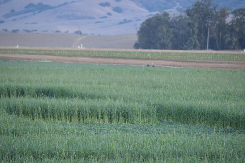 Chualar, USA crop circle, aerial photo 62