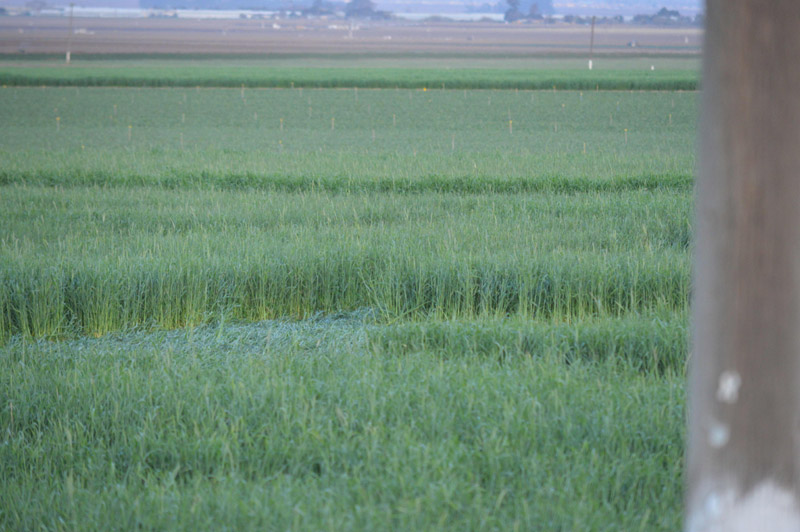 Chualar, USA crop circle, aerial photo 63
