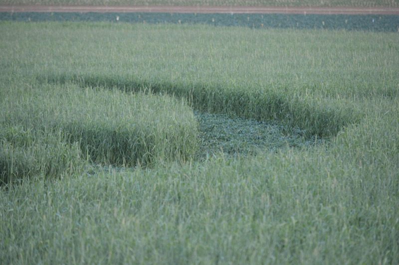 Chualar, USA crop circle, aerial photo 64
