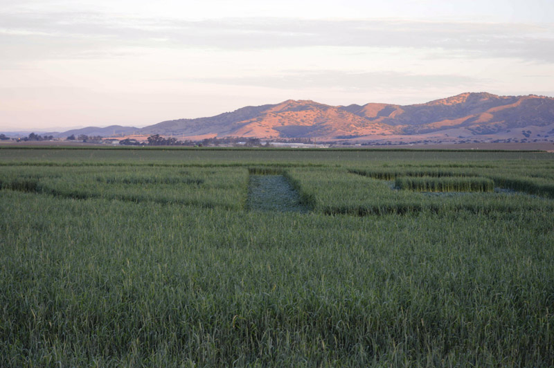 Chualar, USA crop circle, aerial photo 70