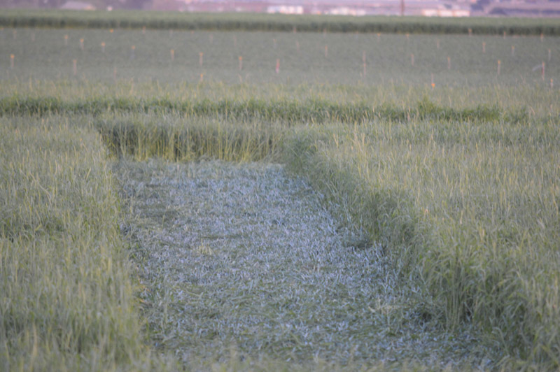 Chualar, USA crop circle, aerial photo 68
