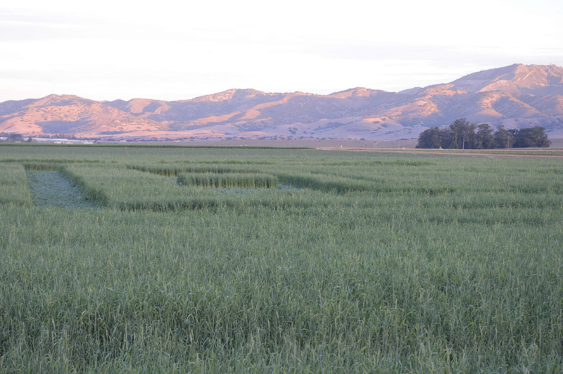 Chualar, USA crop circle, aerial photo 67