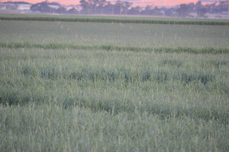 Chualar, USA crop circle, aerial photo 66