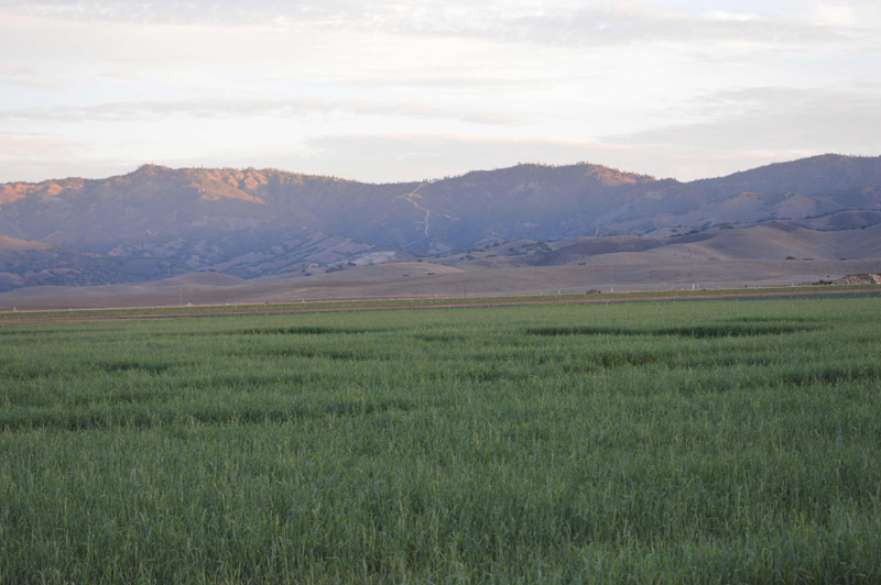 Chualar, USA crop circle, aerial photo 65