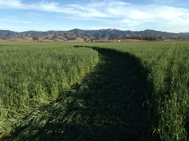 Chualar, USA crop circle, aerial photo 72