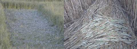 Chualar, USA crop circle, aerial photo 18