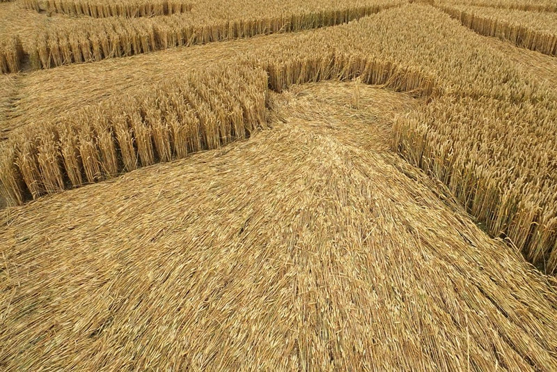 Chute Causeway, Wiltshire crop circle, aerial photo 50