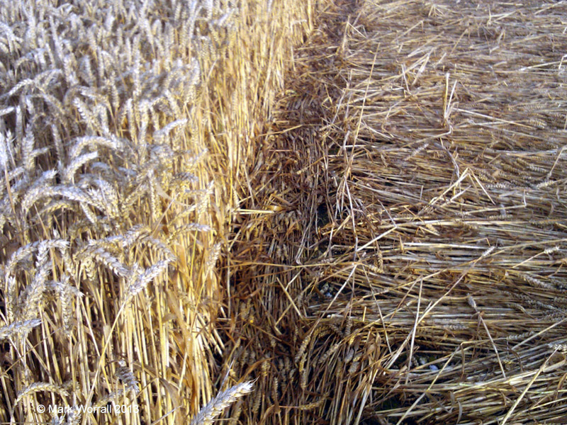Chute Causeway, Wiltshire crop circle, aerial photo 104