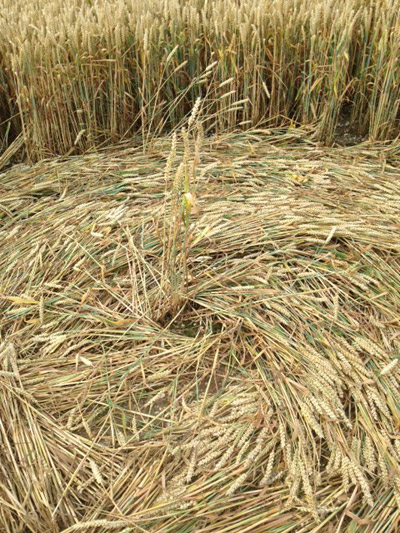 Chute Causeway, Wiltshire crop circle, aerial photo 44