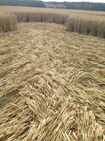 Chute Causeway, Wiltshire crop circle, aerial photo 42
