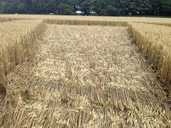 Chute Causeway, Wiltshire crop circle, aerial photo 40