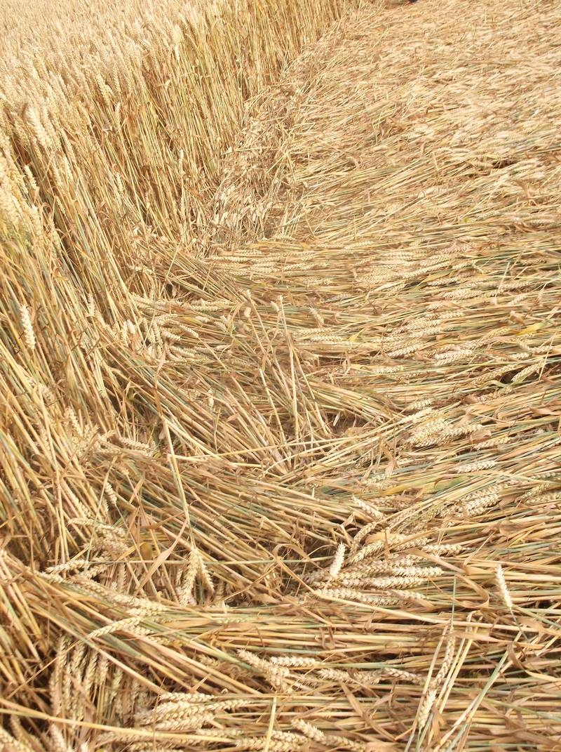 Chute Causeway, Wiltshire crop circle, aerial photo 98