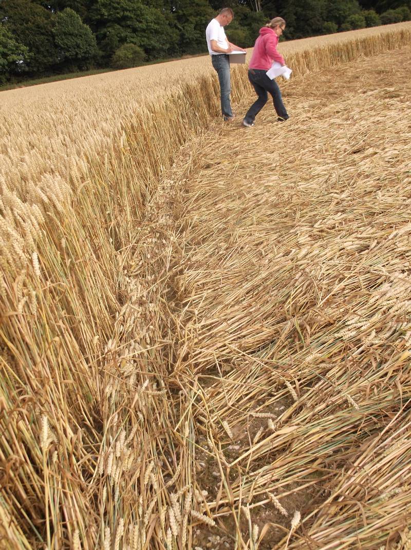 Chute Causeway, Wiltshire crop circle, aerial photo 97