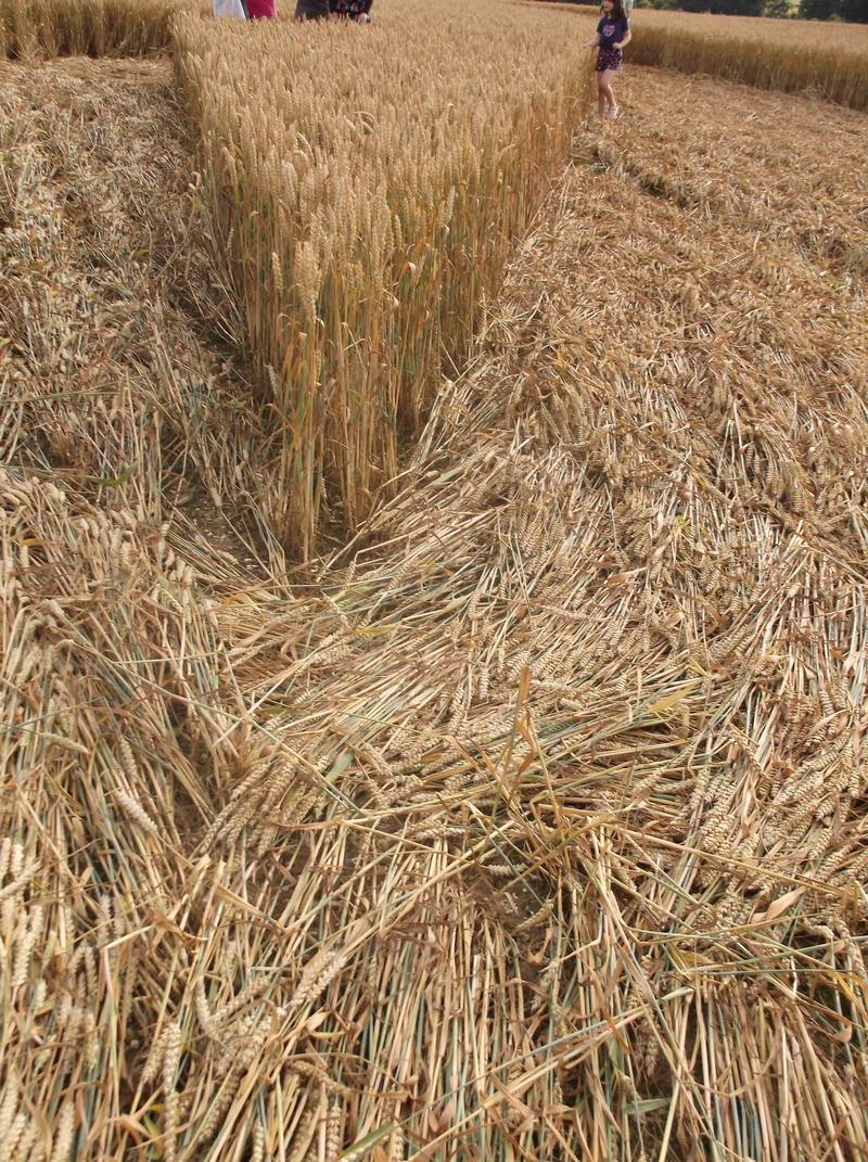Chute Causeway, Wiltshire crop circle, aerial photo 96